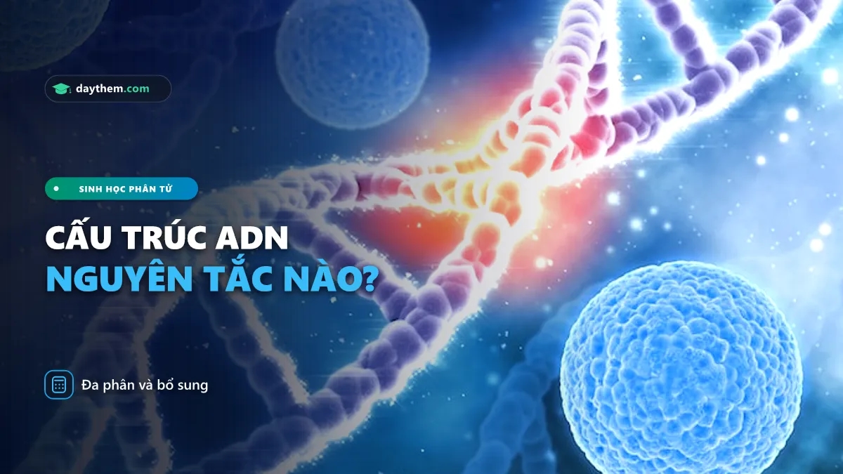 ADN được cấu tạo theo nguyên tắc nào