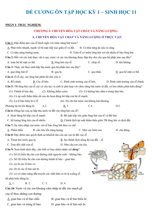 Đề Cương Sinh Học 11 Học Kỳ 1 - Thumbnail