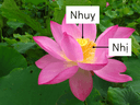 Trắc nghiệm Khoa học lớp 5 Bài 13 có đáp án - Thumbnail