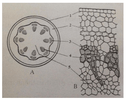 Đề thi giữa kì 1 Sinh học 6 (Đề 1) - Thumbnail
