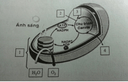 Trắc nghiệm Sinh Học Bài 9 (có đáp án): Quang hợp ở các nhóm thực vật C3, C4 và CAM (Phần 3) - Thumbnail