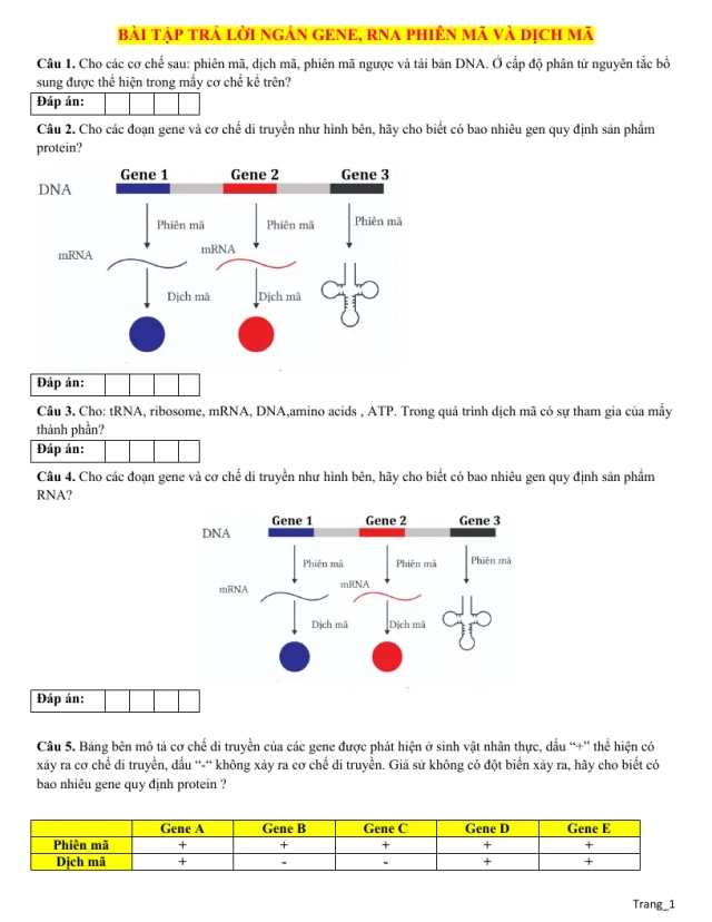 50 Bài Tập Trả Lời Ngắn Gene RNA Phiên Mã Và Dịch Mã Sinh 12 - Thumbnail