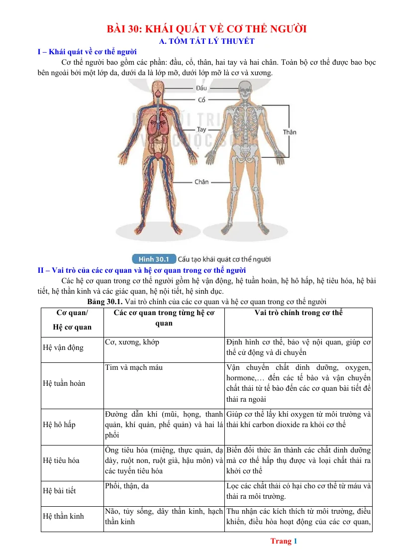 Chuyên Đề KHTN 8 Bài 30 Khái Quát Về Cơ Thể Người