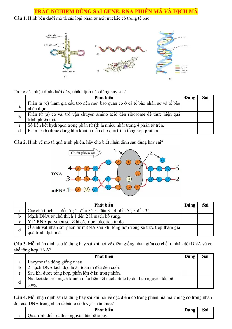 50 Câu Trắc Nghiệm Đúng Sai Gene RNA Phiên Mã Và Dịch Mã Sinh 12