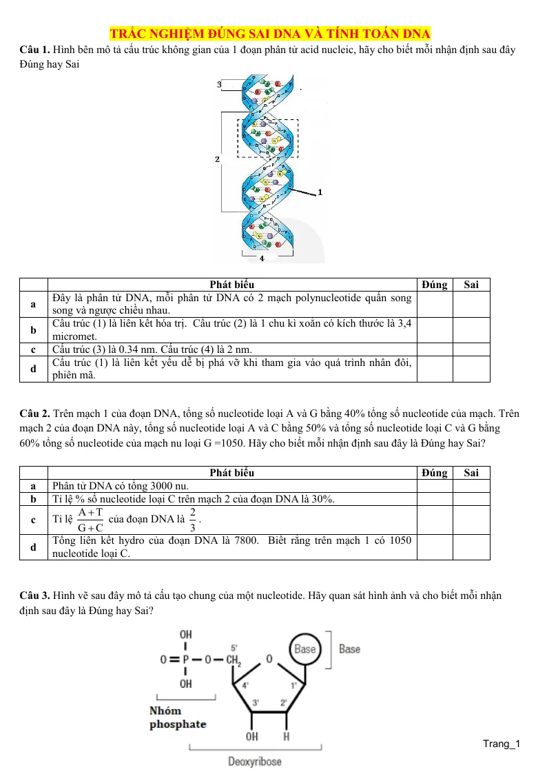 10 Câu Trắc Nghiệm Đúng Sai DNA Và Tính Toán DNA Sinh 12