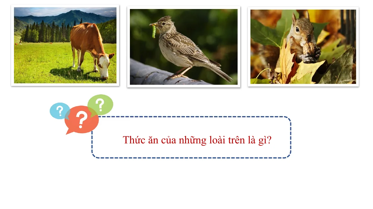 Giáo Án PowerPoint Sinh 7 Bài 26 Trao Đổi Nước Và Chất Dinh Dưỡng Ở Động Vật