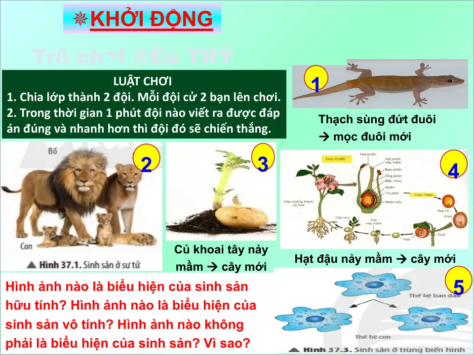 Giáo Án PowerPoint Sinh 7 Bài 33 Sinh Sản Hữu Tính Ở Sinh Vật