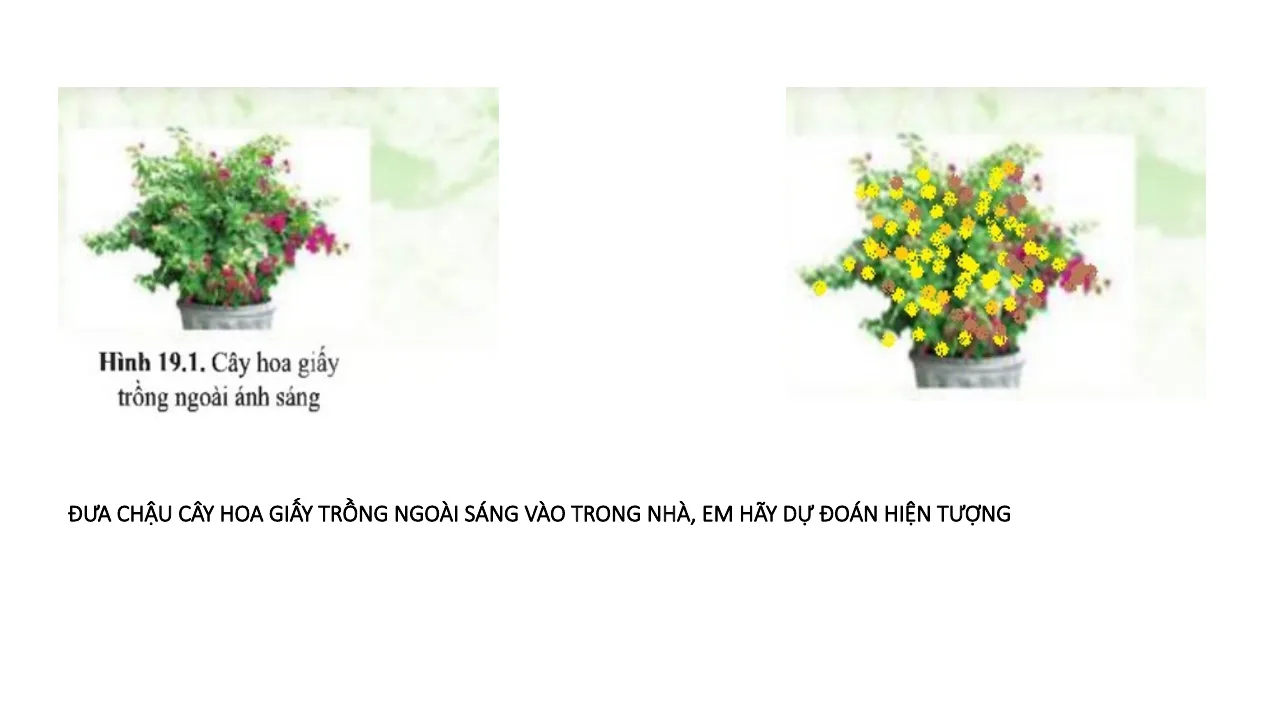 Giáo Án PowerPoint Sinh 7 Bài 19 Các Yếu Tố Ảnh Hưởng Đến Quang Hợp