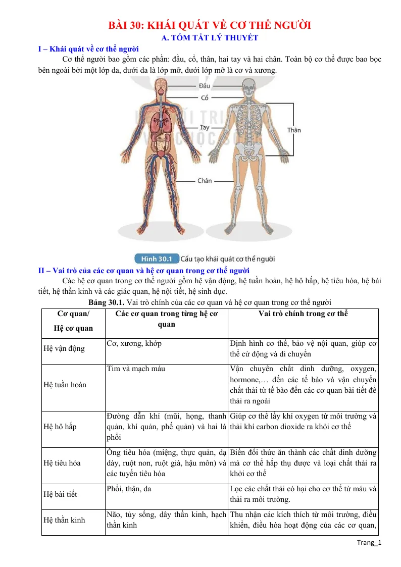 Chuyên Đề KHTN 8 Bài 30 Khái Quát Về Cơ Thể Người