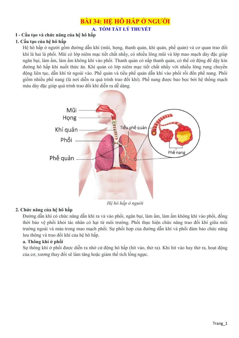 Chuyên Đề KHTN 8 Bài 34 Hệ Hô Hấp Ở Người