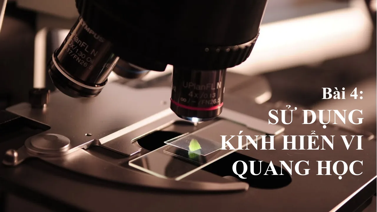 Giáo án PowerPoint môn KHTN 6 Bài 4: Sử dụng kính hiển vi quang học