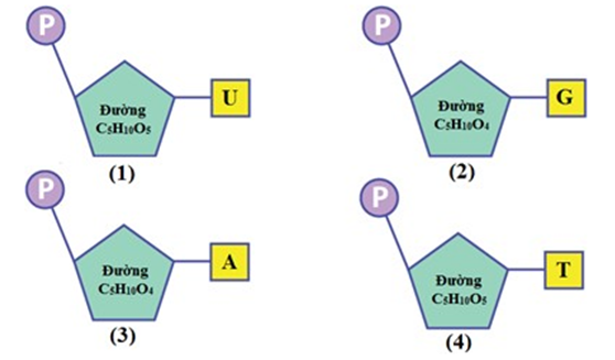 bài tập trắc nghiệm cơ chế di truyền cấp độ phân từ thông hiểu 29