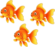 Em hãy chọn đáp án đúng nhất Đếm số con cá vàng. Có bao nhiêu con cá vàng? (ảnh 1)