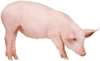 Look and choose.
 (ảnh 1)