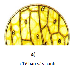 Bài 6: Quan sát tế bào thực vật