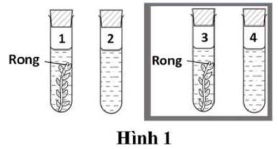 Ở ống nghiệm nào bọt khí O2 được tạo ra nhiều nhất? (ảnh 1)