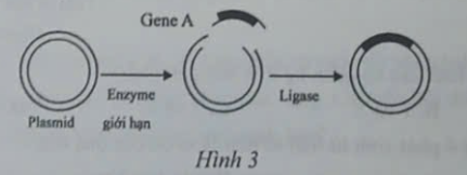 Cấu trúc thu được ở giai đoạn cuối cùng trong quy trình được mô tả ở Hình 3 là (ảnh 1)