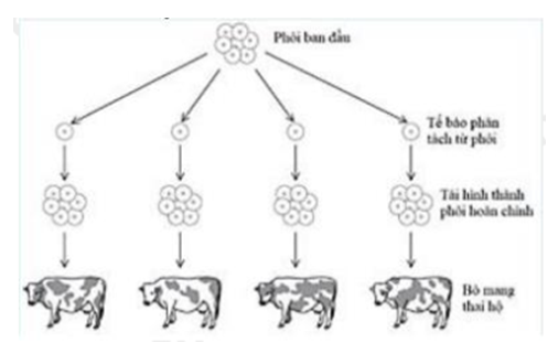 Người ta nhân giống bò tốt bằng cách lấy tinh trùng của bò đực tốt thụ tinh với trứng của bò cái tốt thu được hợp tử. Hợp tử phát triển thành phôi. Phôi sau đó được phân cắt thành các tế bào. Các tế bào sau đó hình thành phôi mới hoàn chỉnh. Các phôi sau phân tách sẽ được chuyển vào tử cung của bò cái mang thai hộ. Quy trình được mô tả sơ bộ ở hình dưới đây.    Trong các nhận định sau, nhận định nào là sai khi nói về về quy trình trên? 	A. Một trong những cơ sở khoa học cho kĩ thuật này là quá trình nguyên phân.  	B. Các bò con sinh ra có đặcđiểm giống hệt bò bố mẹ cho tinh trùng và trứng. 	 	C. Các con bò con được sinh ra có đặc điểm di truyền giống hệt nhau. 	 	D. Các con bò cái mang thai hộ không góp vật chất di truyền vào bò con. (ảnh 1)