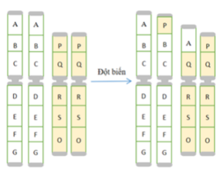 Một loài thực vật, xét 1 tế bào bị đột biến NST như hình bên. Biết gen A có chiều dài 510 nm và tỉ lệ A/G= 2/3. Gen P có chiều dài 408 nm và số liên kết hidro là 3200, không xảy ra đột biến gen. Theo lí thuyết, có bao nhiêu phát biểu sau đây đúng?   I. Đột biến trên thuộc dạng chuyển đoạn nhiễm sắc thể. II. Nếu tế bào này giảm phân sinh hạt phấn thì tỉ lệ giao tử không đột biến được sinh ra từ tế bào trên chiếm 25%. III. Đột biến dạng này làm thay đổi nhóm gen liên kết. IV. Có thể làm xuất hiện giao tử chứa A = T = 1200, G = X = 1800 về gen A và P. 	A. 1 	B. 2 	C. 3 	D. 4 (ảnh 1)