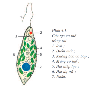 Trắc nghiệm Sinh Học Bài 4: (có đáp án) Trùng roi (phần 2)