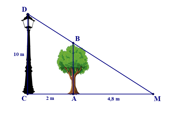 Một cột đèn cao 10 m chiếu sáng một cây xanh như hình bên dưới. Cây cách cột đèn 2 m và có bóng (ảnh 1)