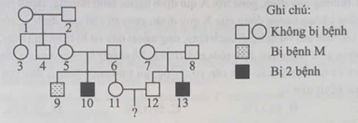 Xác suất sinh con đầu lòng bị cả hai bệnh của cặp vợ chồng số 11-12 là bao nhiêu? (ảnh 1)