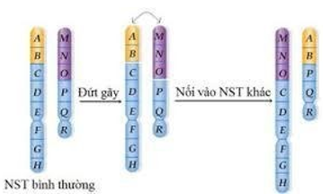 Bài tập Cơ chế di truyền và biến dị có lời giải chi tiết (P6)