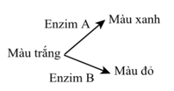 Ở một loài thực vật, cánh hoa bình thường có màu tím. Hai đột biến lặn m1, m2 tác động đến màu hoa: đột biến 1(m1) cho cánh hoa có màu xanh, đột biến 2(m2) cho cánh hoa màu đỏ. Các nhà nghiên cứu đã mô tả con đường tổng hợp sắc tố hoa như sơ đồ bên: (ảnh 1)