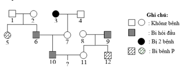 Cho sơ đồ phả hệ sau:  Biết rằng hai cặp gen quy định hai tính trạng nói trên phân li độc lập. Bệnh hói đầu do alen trội H năm trên NST (ảnh 1)