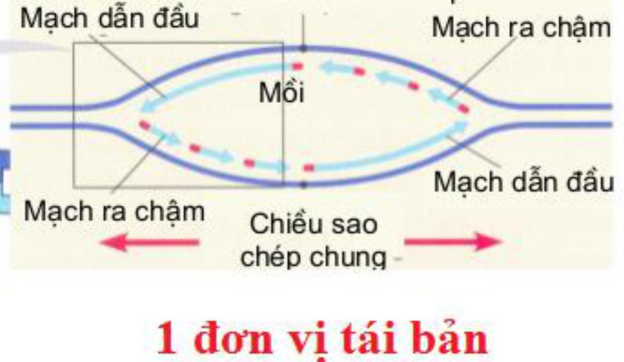 Bài tập trắc nghiệm Cơ chế di truyền cấp độ phân tử có lời giải (vận dụng)