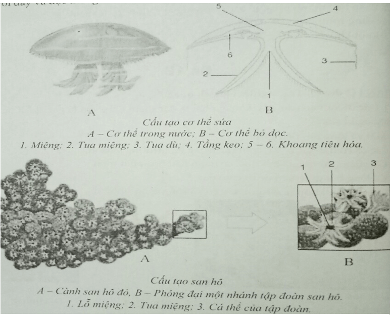 Đề thi giữa kì 1 Sinh học 7 có đáp án (Đề 2)