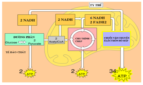 Trắc nghiệm Sinh học Bài 3 (có đáp án): Tế bào