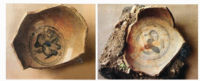 Cho hình ảnh:Hình ảnh trên nói về (ảnh 1)