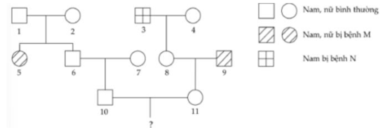 Cho phả hệ sau:   Biết mỗi bệnh đều do 1 gen có 2 alen quy định, gen quy định bệnh N nằm ở vùng không tương đồng trên NST giới tính X; người số 7 không mang alen gây bệnh của cả hai bệnh. Theo lí thuyết, có bao nhiêu phát biểu sau đây đúng? I. Xác định được tối đa kiểu gen của 4 người II. Người số 4 và người số 8 có thể có kiểu gen giống nhau. III. Xác suất sinh con đầu lòng là con trai chỉ bị bệnh M của cặp vợ chồng 10 - 11 là 1/32. IV. Xác suất vợ chồng 10 - 11 sinh con đầu lòng không mang alen gây bệnh của cả hai bệnh là 5/32. 	A. 2. 	B. 4. 	C. 3. 	D. 1. (ảnh 1)