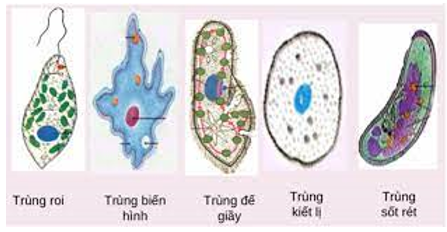 Trắc nghiệm Sinh học Bài 7 (có đáp án): Đặc điểm chung và vai trò thực tiễn của Động vật