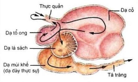 Hình vẽ sau đây mô tả cấu tạo dạ dày của một nhóm động vật ăn cỏ. Có bao nhiêu nhận định sau đây đúng? (ảnh 1)