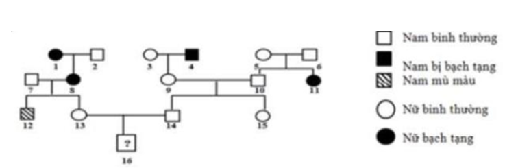 Ở người, bệnh bạch tạng do gen lặn nằm trên nhiễm sắc thể thường quy định, alen trội tương ứng quy định da bình thường, bệnh mù màu đỏ - xanh lục do gen lặn nằm trên vùng không tương đồng của nhiễm sắc thể giới tính X quy định, alen trội tương ứng quy định mắt nhìn màu bình thường. Cho sơ đồ phả hệ sau:   Biết rằng không có phát sinh đột biến mới phát sinh ở tất cả các cá thể trong phả hệ. Cặp vợ chồng III.13 và III.14 trong phả hệ sinh một đứa con trai IV.16. Xác suất đứa con trai này chỉ mắc một trong hai bệnh là: 	A. 19/160. 	B. 3/16. 	C. 13/40. 	D. 19/80. (ảnh 1)