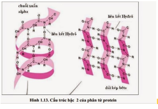 Trắc nghiệm Sinh Bài 18 (có đáp án): Prôtêin