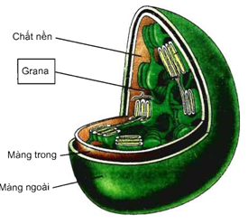 Tế bào nhân thực – Các bào quan có màng kép