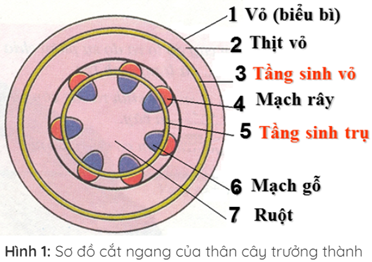 Trắc nghiệm Sinh Bài 16 (có đáp án) : Thân to ra do đâu?