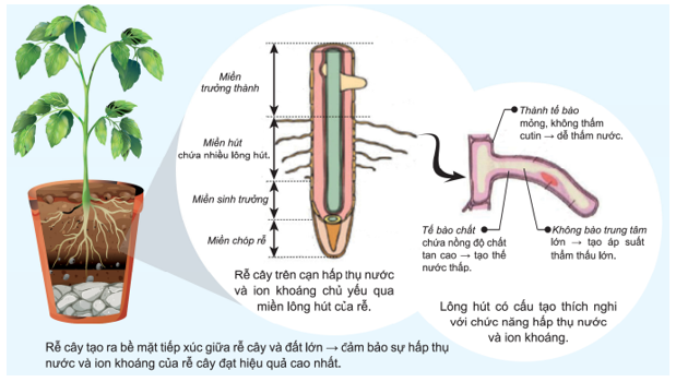 Trắc nghiệm Sinh Học Bài 1 (có đáp án): Sự hấp thụ nước và muối khoáng ở rễ (Phần 1)