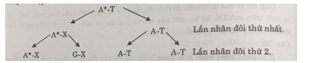 Chủ đề 1: Cơ sở vật chất di truyền ở cấp phân tử