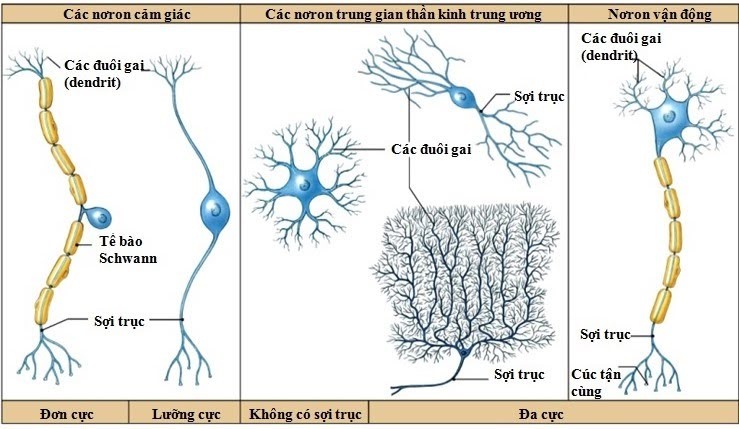 Trắc nghiệm Sinh học Bài 6 (có đáp án): Phản xạ