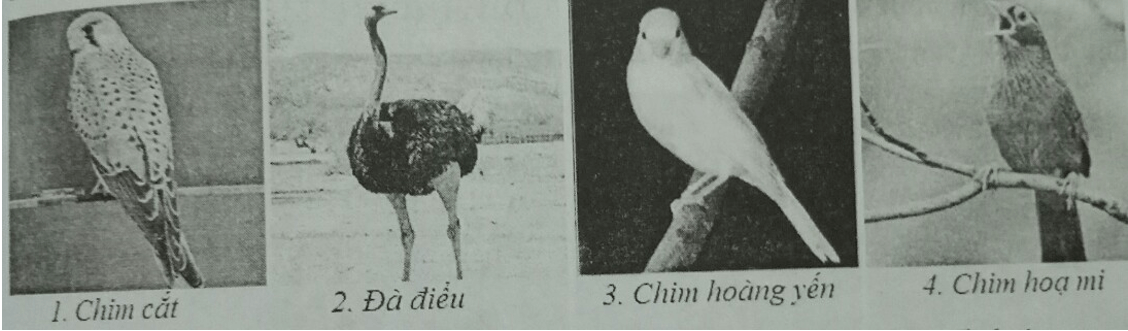 Đề kiểm tra 15 phút Sinh học 7 học kì 2 có đáp án (Đề 4)