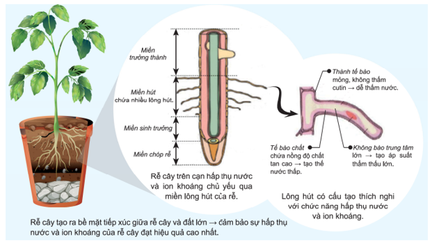 Bài tập trắc nghiệm Sinh lí thực vật có đáp án (mức độ nhận biết - P2)