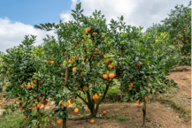 Cơ quan sinh sản của cây cam là gì? (ảnh 1)