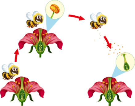 Hình ảnh dưới đây mô tả quá trình nào? (ảnh 1)