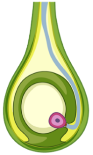 Hình ảnh dưới đây mô tả quá trình nào? (ảnh 1)