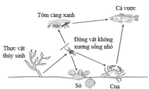 Cho sơ đồ lưới thức ăn như hình bên. Có bao nhiêu  (ảnh 1)