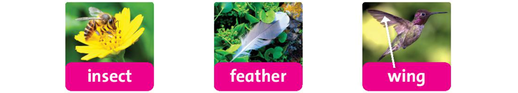 Listen, point and repeat (Nghe, chỉ và lặp lại) insect feather wing  (ảnh 1)
